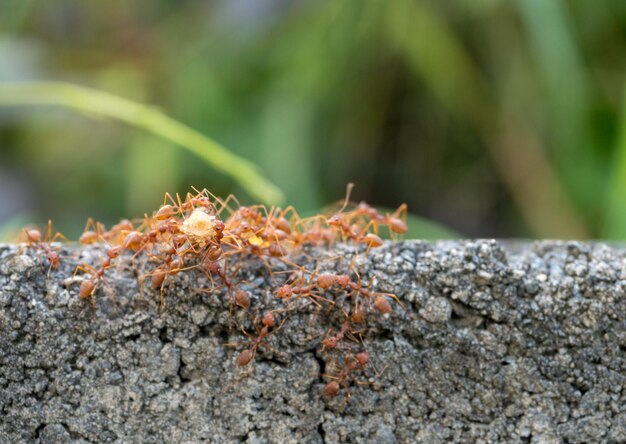 Foto primer plano de una hormiga en una planta