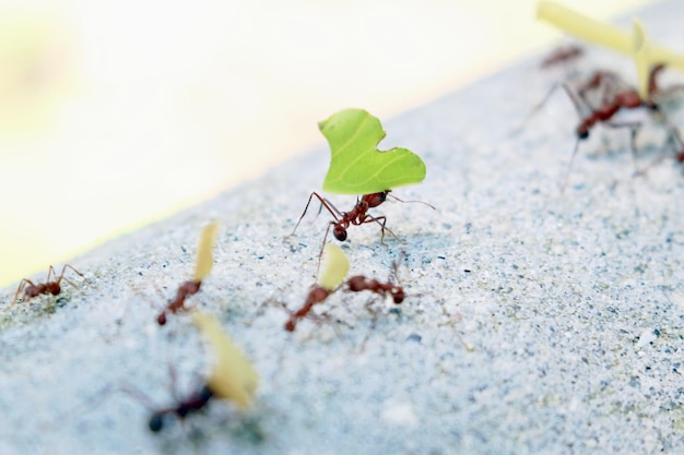 Foto primer plano de una hormiga en una planta