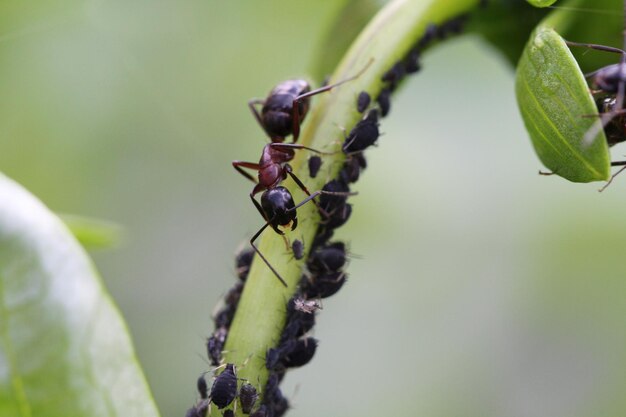 Foto primer plano de una hormiga en una planta