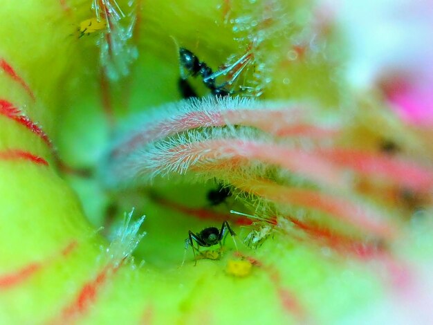 Foto primer plano de hormigas en una flor