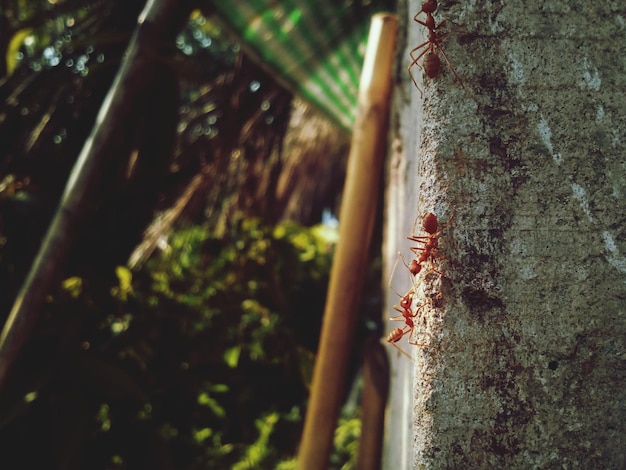 Foto primer plano de hormigas en una pared de hormigón