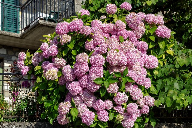 Primer plano de Hortensia floreciente Hydrangea macrophylla