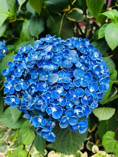 Foto un primer plano de una hortensia púrpura que florece al aire libre