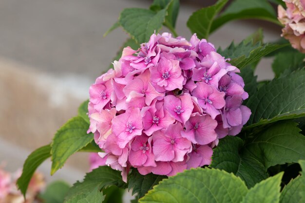 Primer plano de Hortensia rosa