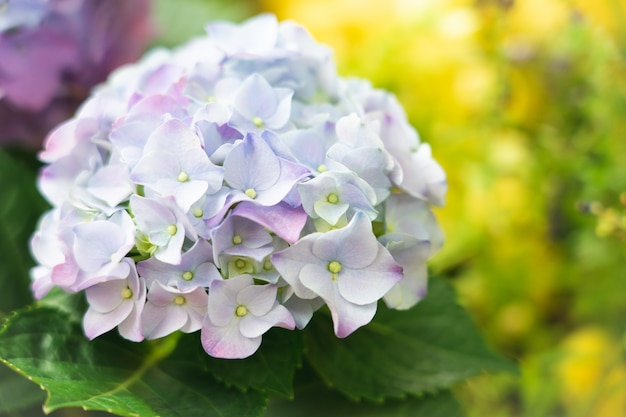 El primer plano de la hortensia verde (Hydrangea macrophylla) está floreciendo en primavera