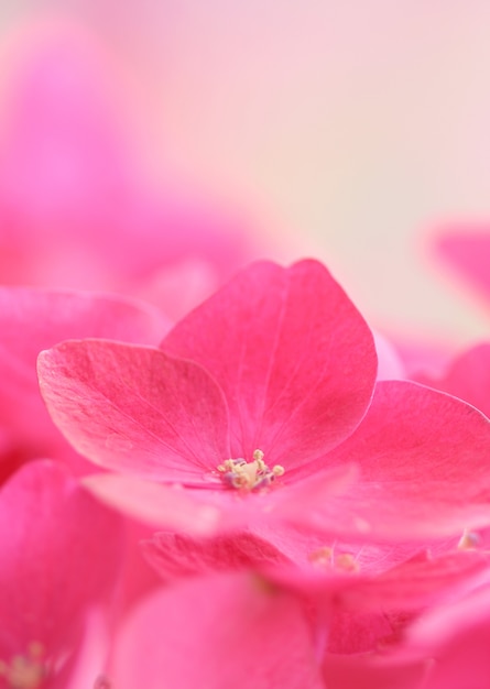 Primer plano de hortensia