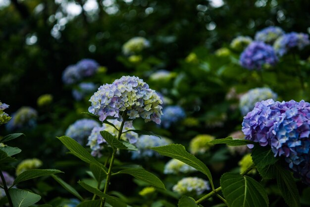 Foto un primer plano de las hortensias púrpuras que florecen al aire libre