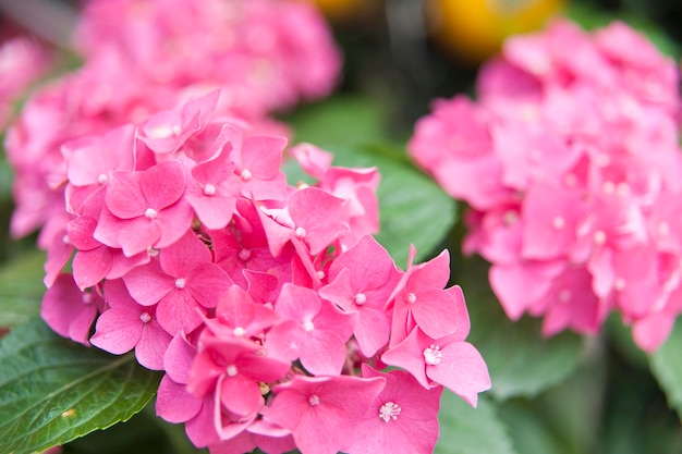 Un primer plano de las hortensias rosas que florecen al aire libre