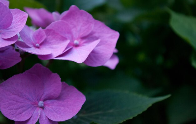 Un primer plano de las hortensias rosas que florecen en el parque