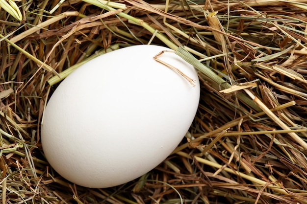 Primer plano de huevo de gallina blanca sobre paja