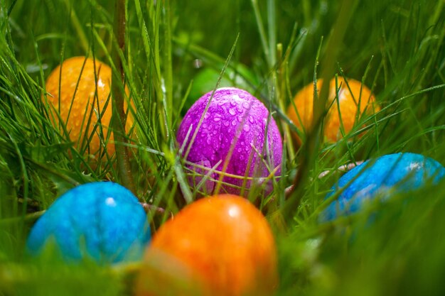 Primer plano de huevos multicolores en la planta