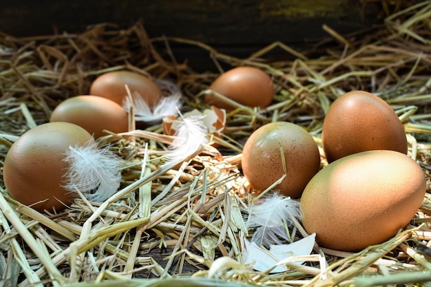 Foto primer plano de los huevos en el nido