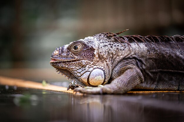 Primer plano de una iguana que mira hacia otro lado