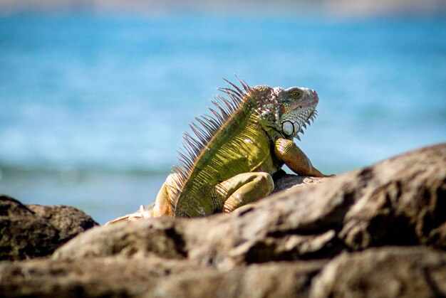 Foto un primer plano de una iguana en una roca