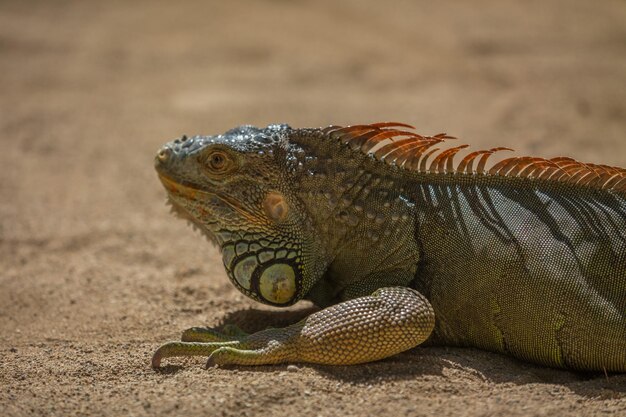 Un primer plano de la iguana en el suelo