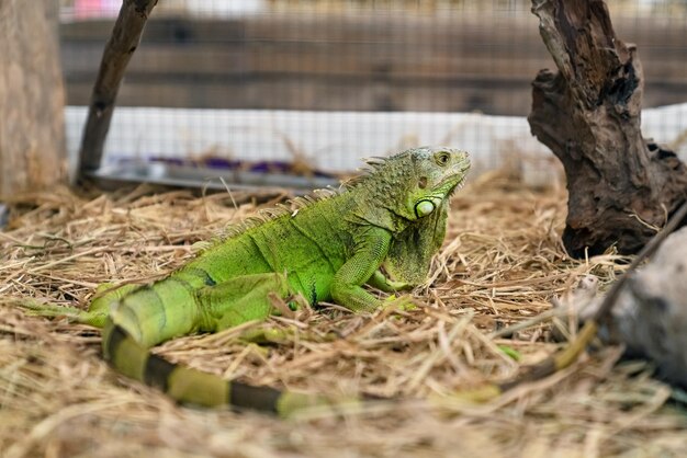 Un primer plano de una iguana verde en el césped seco