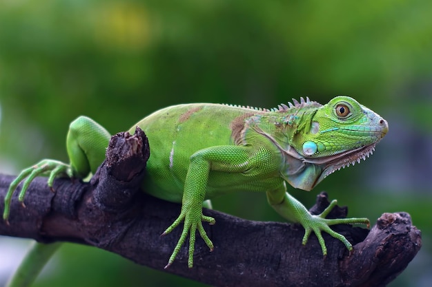 Primer plano de Iguana verde en primer plano de animal de rama