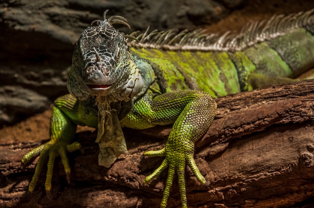 Primer plano de una iguana verde sobre una madera