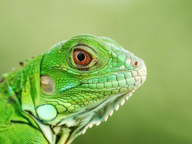 Un primer plano de la iguana verde