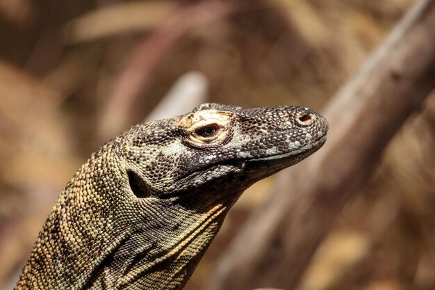 Un primer plano de la iguana