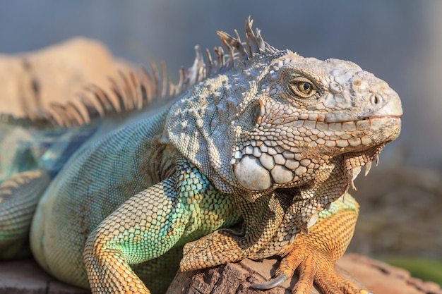 Un primer plano de una iguana