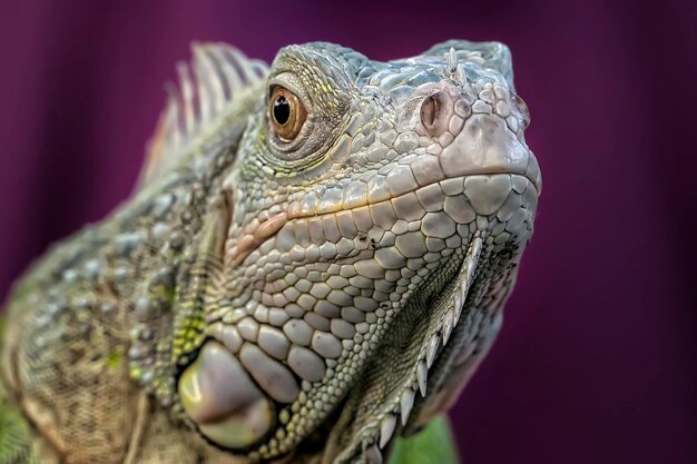 Foto un primer plano de una iguana