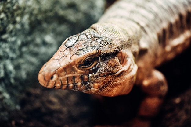 Foto un primer plano de una iguana