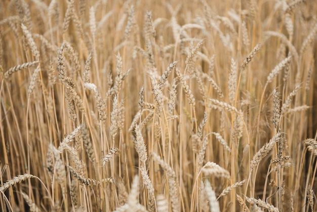 Primer plano de la imagen de fondo de espiguillas de trigo en el campo. Símbolo de espiguillas doradas de cosecha y fertilidad. Enfoque selectivo