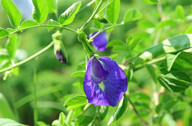 Primer plano de una impresionante flor de guisante de mariposa o aparajita con brotes que florecen a la luz del sol