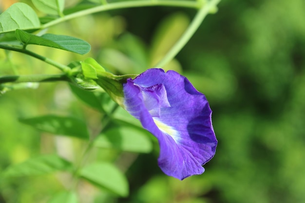 Primer plano de un impresionante guisante de mariposa o flor de aparajita floreciendo en su árbol