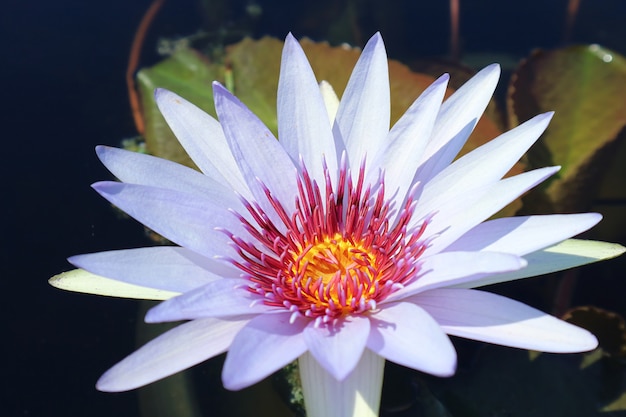 Primer plano de un increíble lirio de agua tropical de la diosa azul de Nymphaea Wood