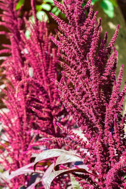 Foto primer plano de inflorescencia de amaranto rojo (amaranthus cruentus) en día soleado