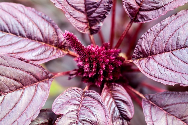 Primer plano de inflorescencia de amaranto rojo joven (Amaranthus cruentus)