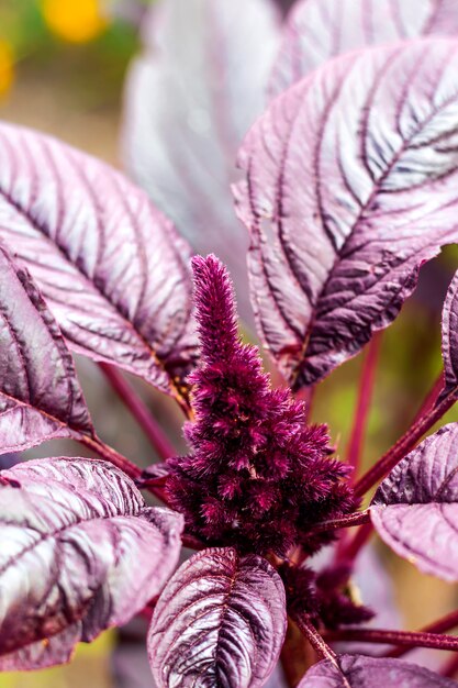 Primer plano de inflorescencia de amaranto rojo joven (Amaranthus cruentus)