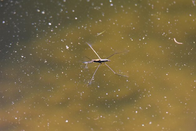 Foto primer plano de un insecto en el agua