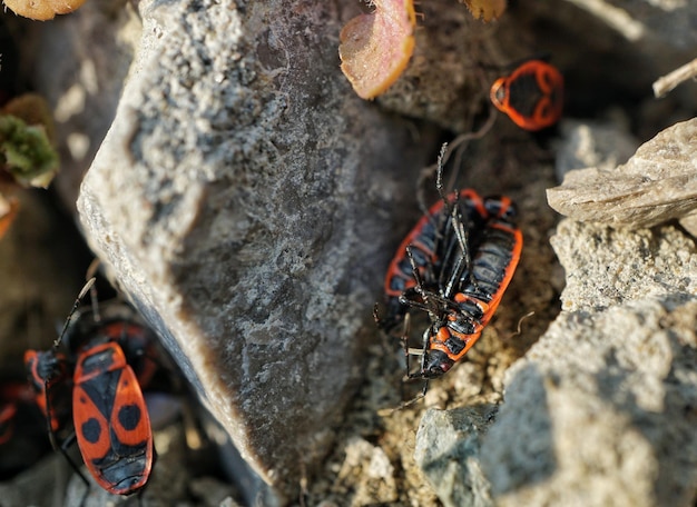 Foto primer plano de un insecto en el agua