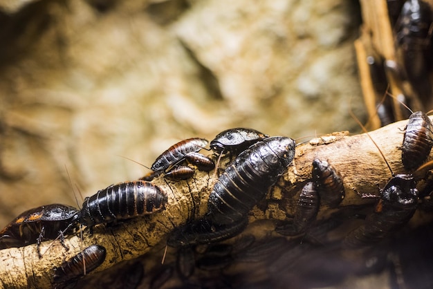 Primer plano de un insecto en un árbol