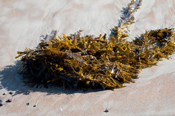 Foto primer plano de un insecto en la arena de la playa