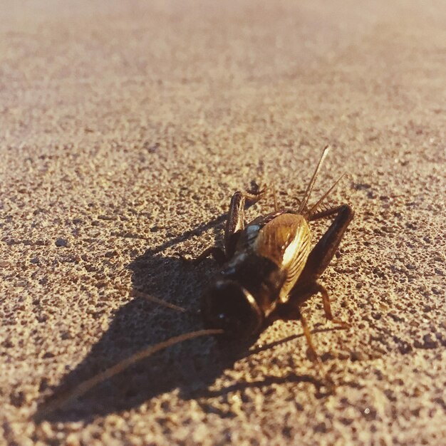 Foto primer plano de un insecto en la arena