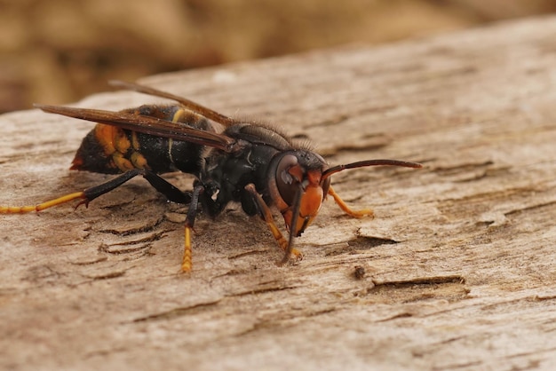 Primer plano del insecto avispón asiático invasor y agresivo