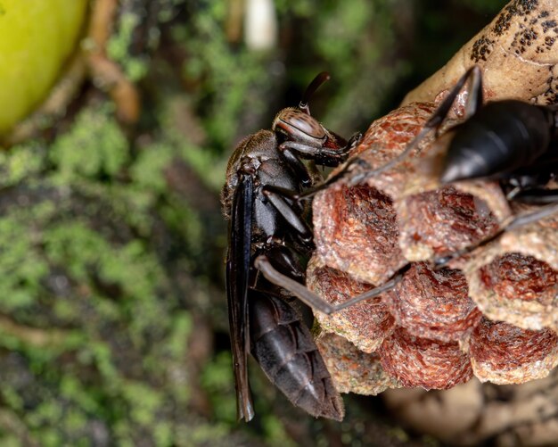 Primer plano de un insecto en una barbacoa