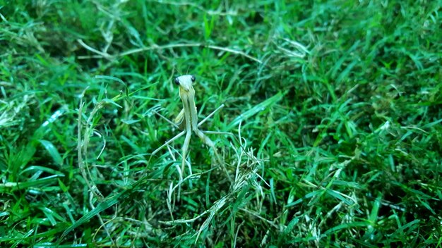 Foto primer plano de un insecto en un campo de hierba