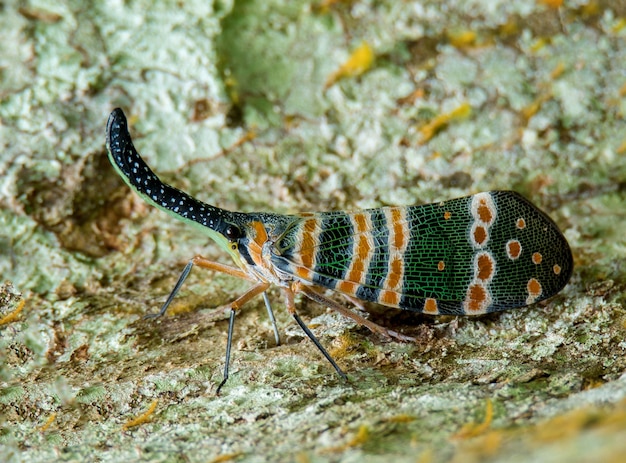 Primer plano de un insecto en el campo