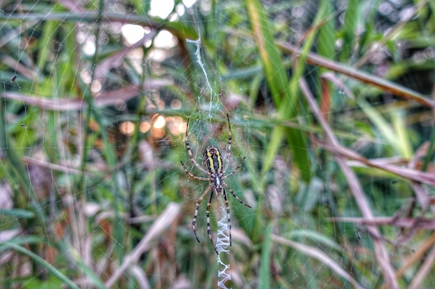 Primer plano de un insecto en el césped