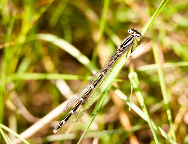 Foto primer plano de un insecto en el césped