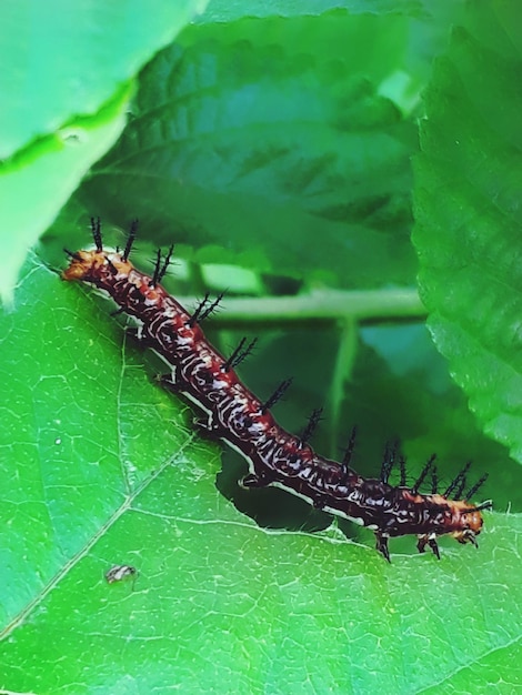 Primer plano de un insecto comiendo hojas verdes