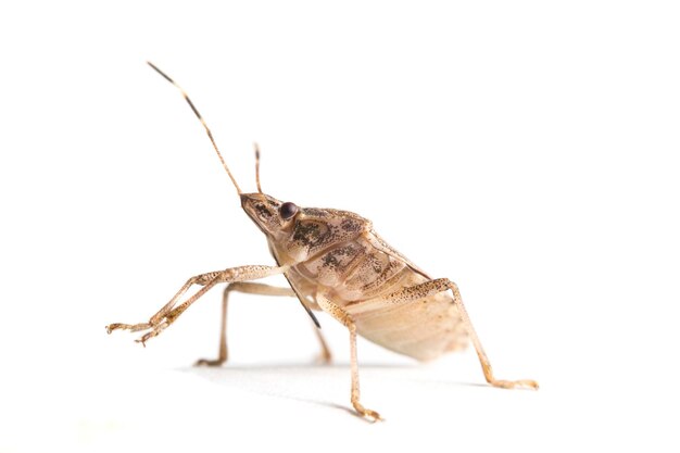 Primer plano de un insecto contra un fondo blanco