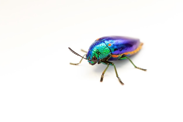 Primer plano de un insecto contra un fondo blanco