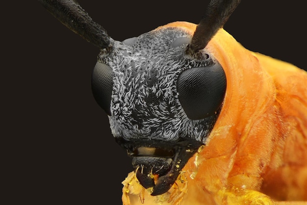 Primer plano de un insecto contra un fondo negro