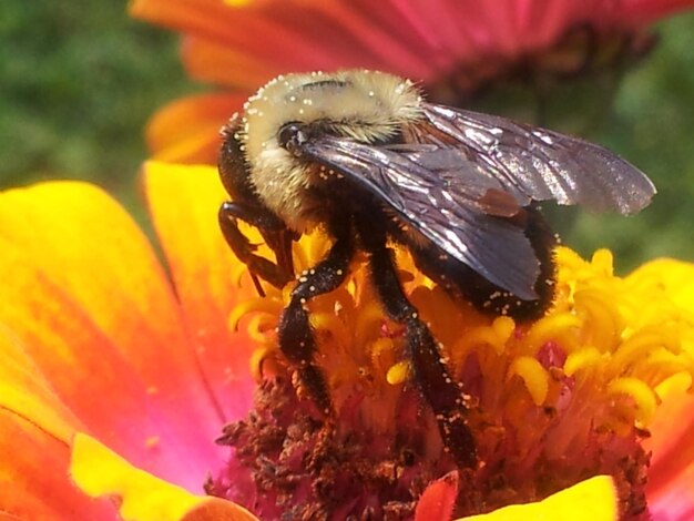 Foto primer plano de un insecto en una flor amarilla